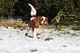CAVALIER KING CHARLES 495